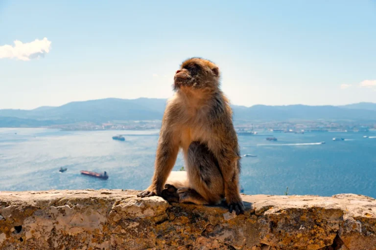 A Barbary macaque on a stone wall on the Rock of Gibraltar, with the bay behind