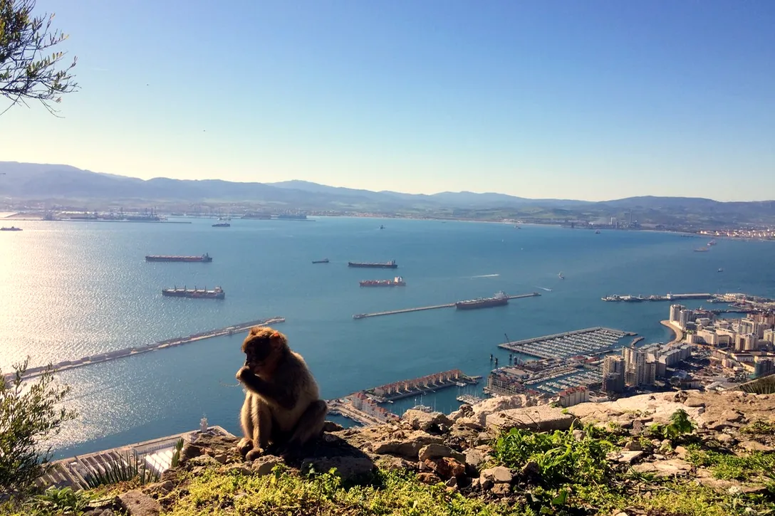 A Barbary macaque sitting above the Bay of Gibraltar