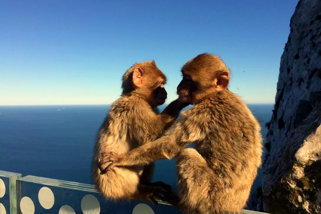 Two Barbary macaques grooming on a railing above the sea, Gibraltar