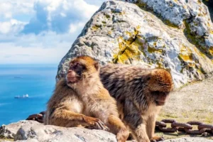 Two Barbary macaques on the Rock of Gibraltar, above the sea